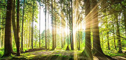 Die Sonne scheint in einem Wald zwischen Bäumen hindurch.