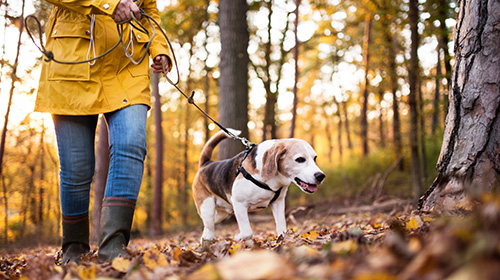 Eine Frau mit gelber Jacke führt einen Hund durch den Wald an der Leine.